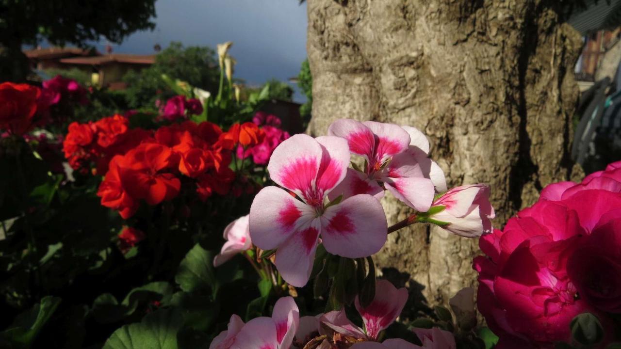Il Gelso Di Barcuzzi Bed & Breakfast Lonato Luaran gambar